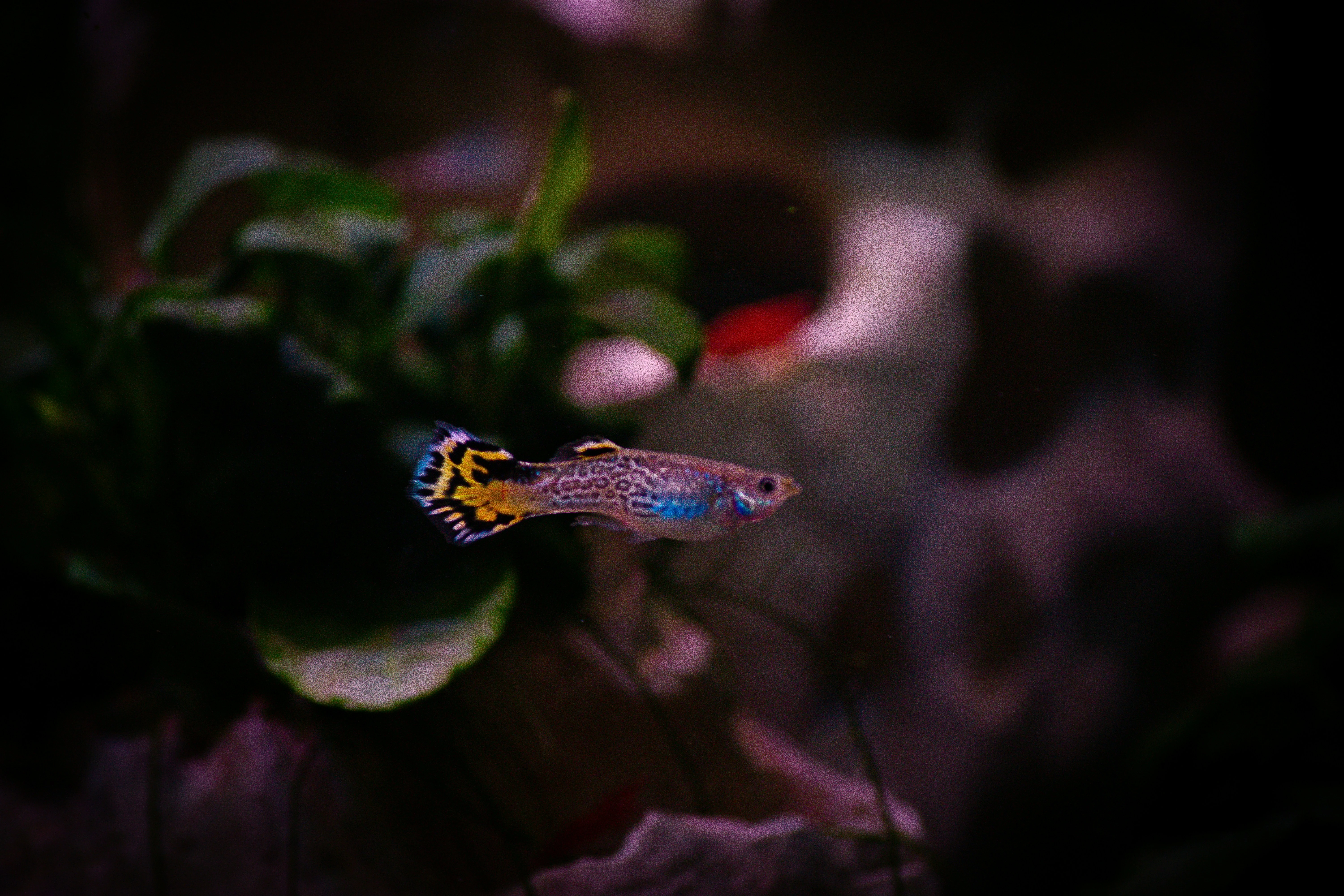 singluar leopard guppy swimming