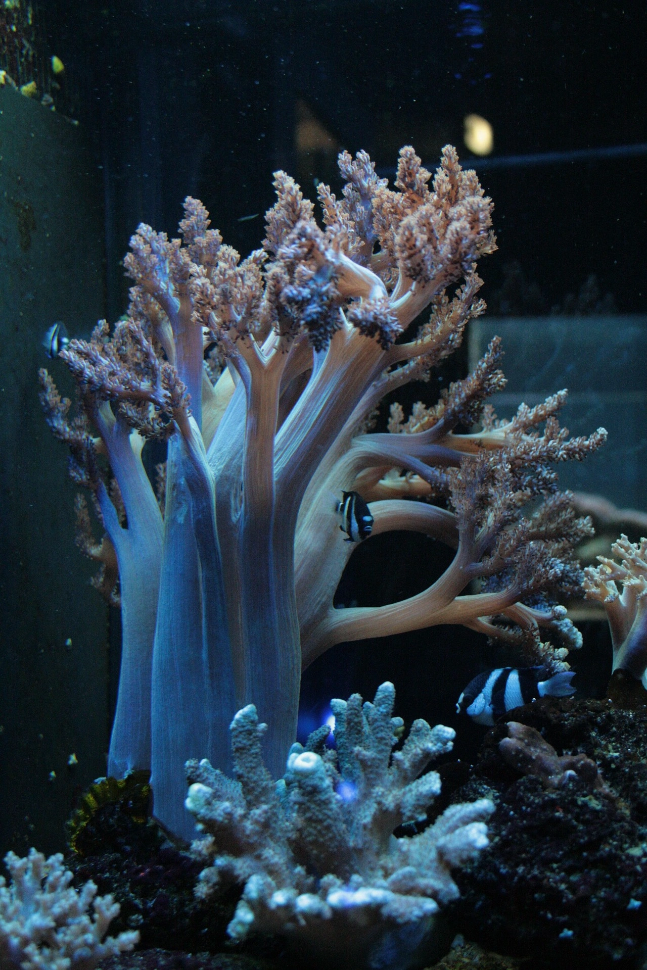 white an dblack fish swimming in coral